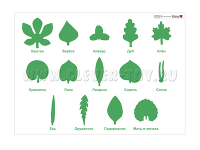 Контрольная карта к ботаническому комоду