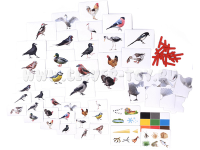 Набор магнитных карточек "Загадки-отрицания". Птицы.