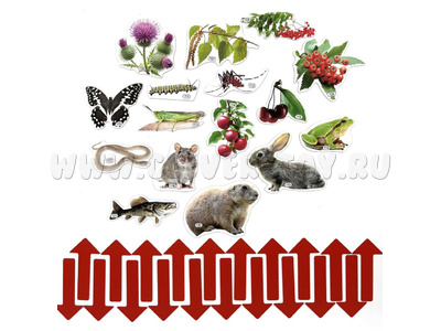 Набор магнитных карточек Что едят птицы летом? (к плакату Птицы, тема 8)