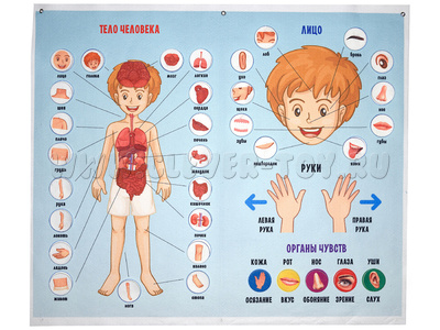 Панно "Тело человека" (88 элементов)