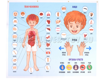 Панно Тело человека (88 элементов)