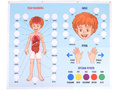 Панно Тело человека (88 элементов)