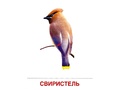 Демонстрационные картинки СУПЕР. Зимующие птицы (16 шт.) в папке