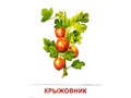 Демонстрационные картинки СУПЕР. Ягоды (16 шт.) в папке