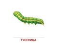 Демонстрационные картинки СУПЕР. Насекомые (16 шт.) в папке
